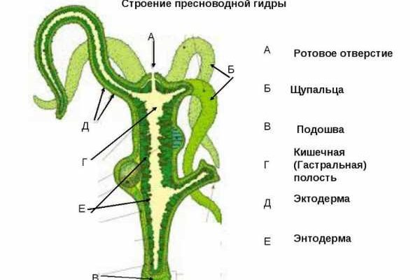 Правильная ссылка онион кракен